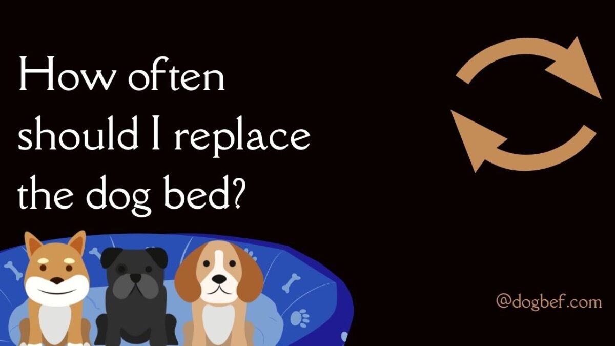 when should i replace my dogs bed