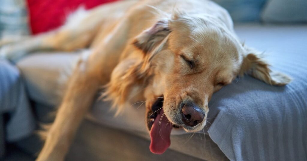 Why Does My Dog Go to Bed So Early? Explore Possible Reasons