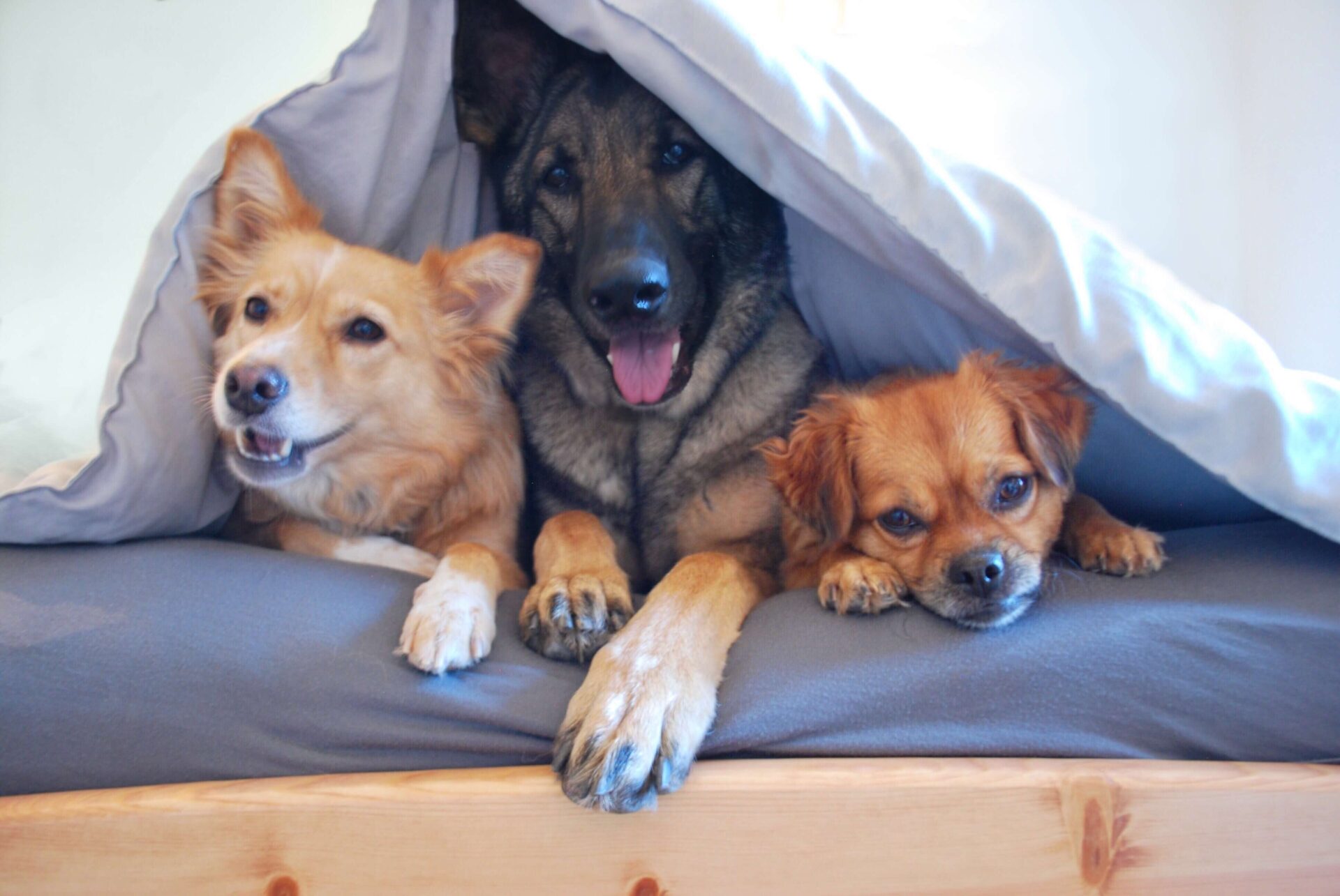 Dogs love bed, 3 dogs in bed at dog bef