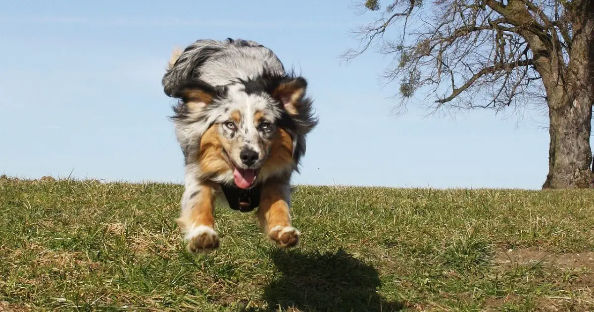 How High can Australian Shepherds Jump