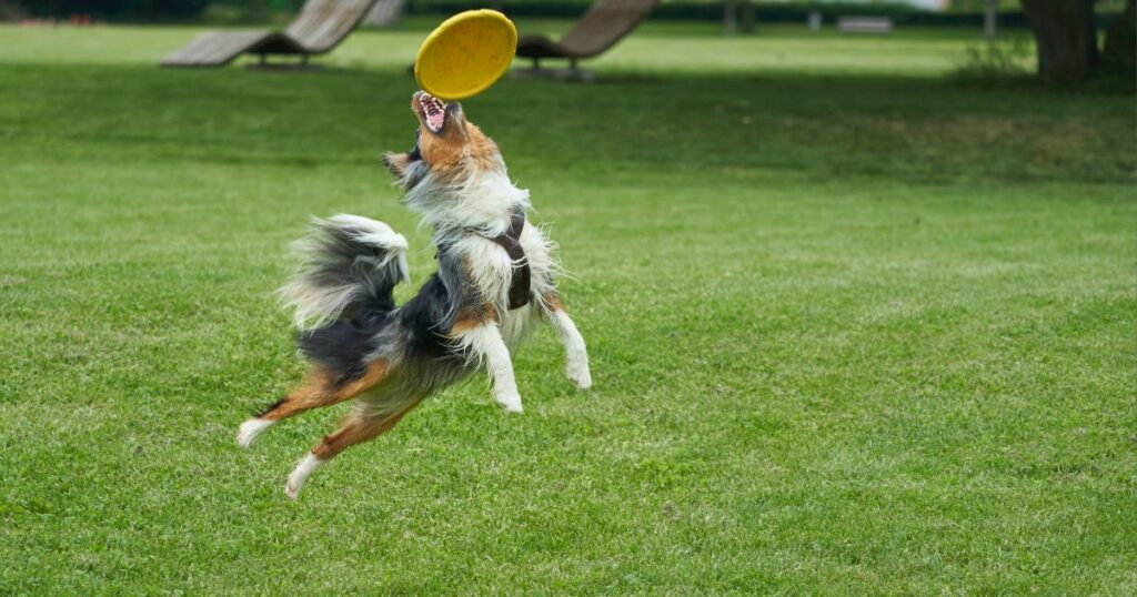 can a australian shepherd jump over 4 feet