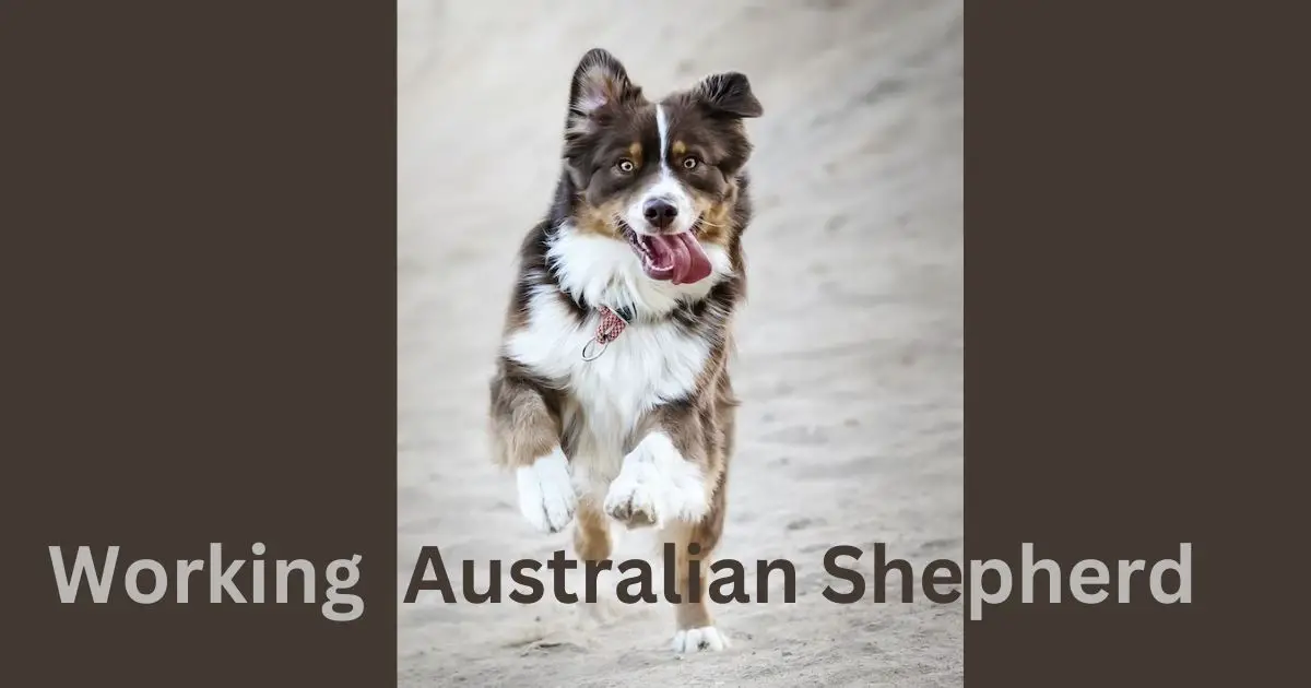 Working Line Australian Shepherd Breeders