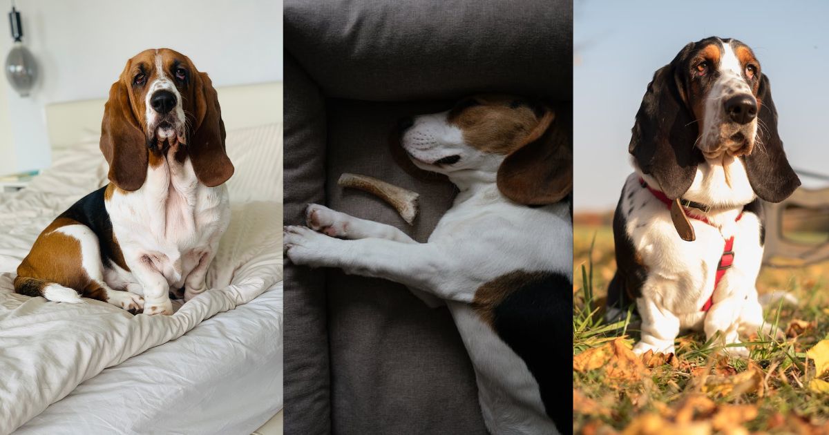 How to choose the Best Dog Beds for Basset Hounds - Dogbef