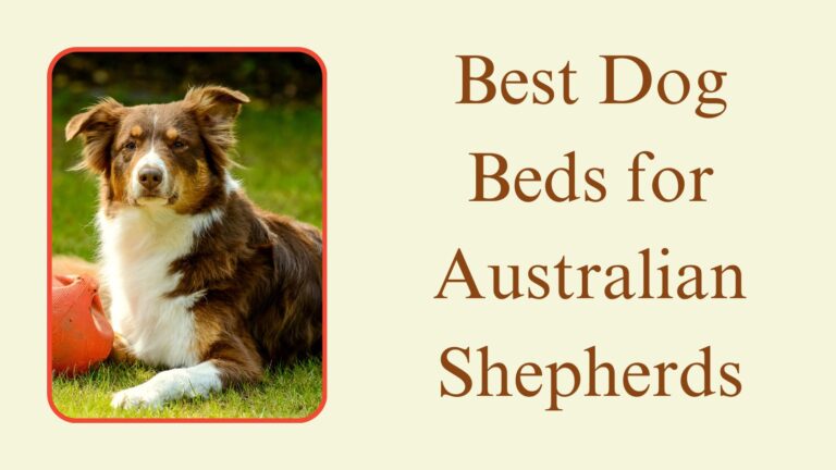 Best Dog Bed For Australian Shepherd in 2023