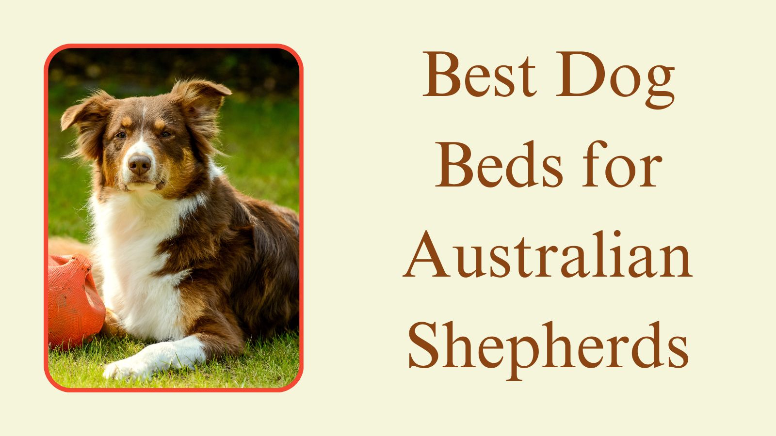 Best Dog Bed For Australian Shepherd