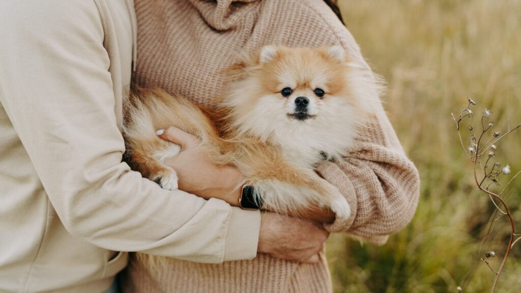 Best Dog Bed for Pomeranian - care