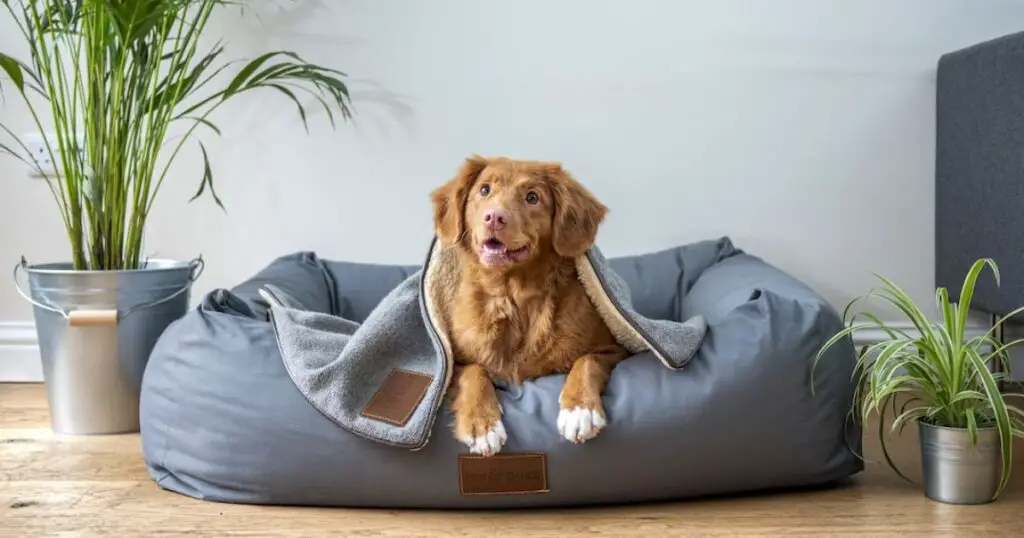 How to Wash a Dog Bed with Stuffing – Easy Hacks