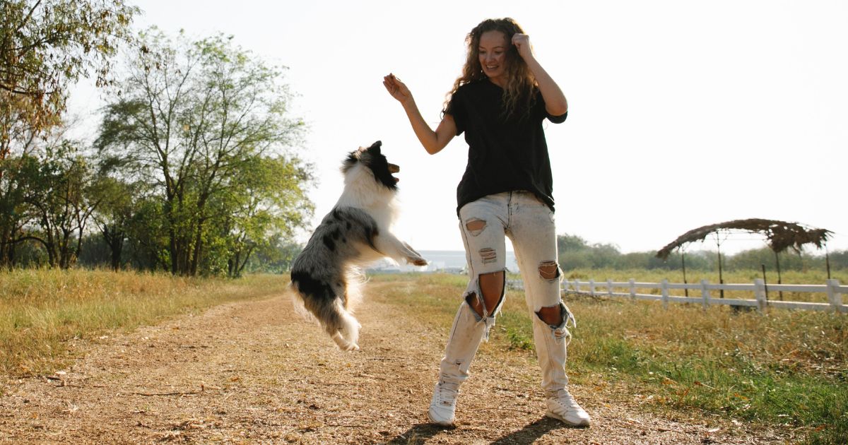 Is Bad for Dogs to jumping, Learn How Train Dog to Jump Safely