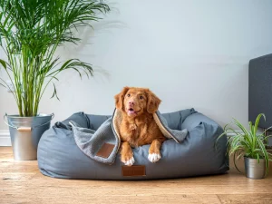 bad for dogs to jump off beds