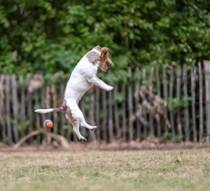 bad for dogs to jump off beds