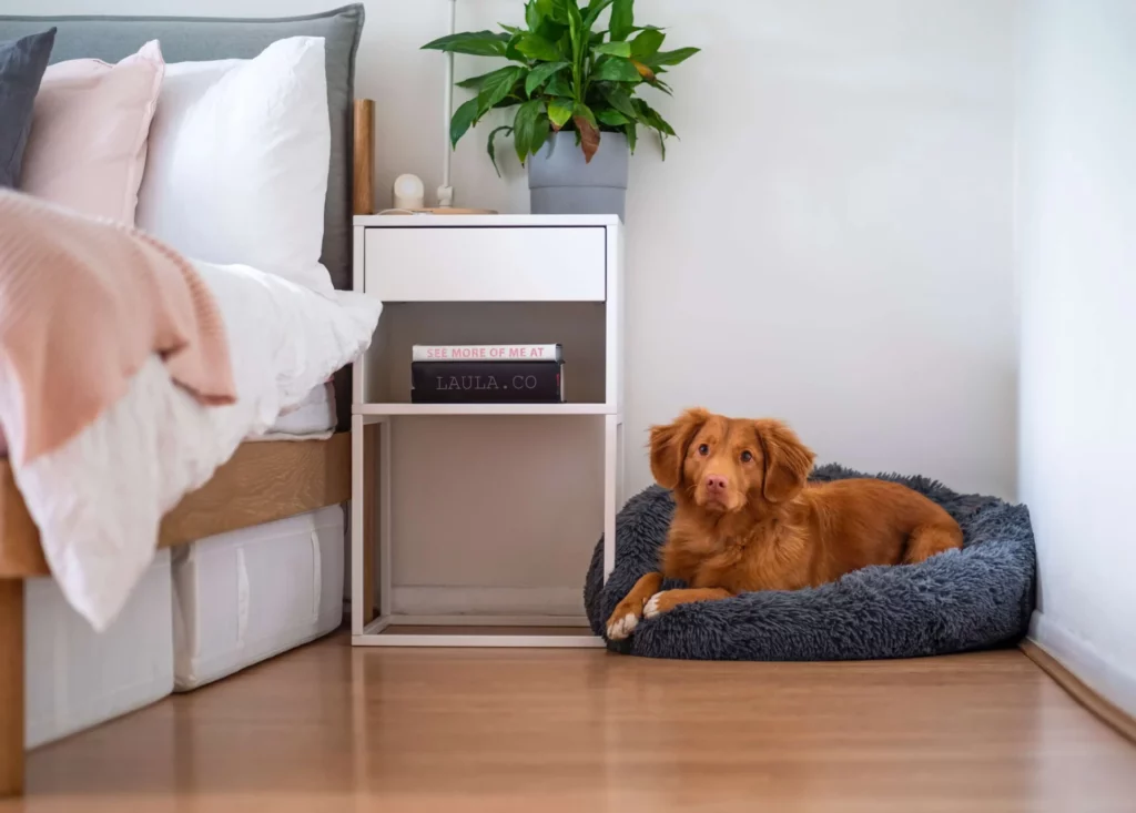 should you replace a dog bed