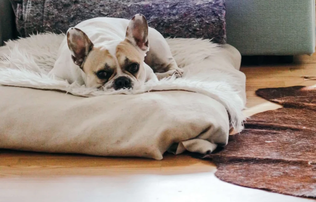should you replace a dog bed
