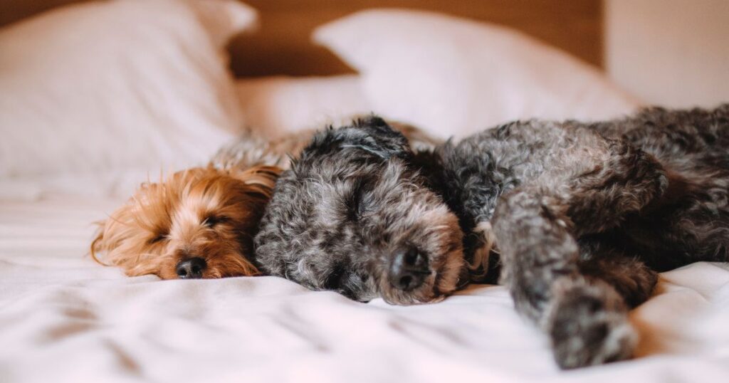 do Calming Dog Beds really Work