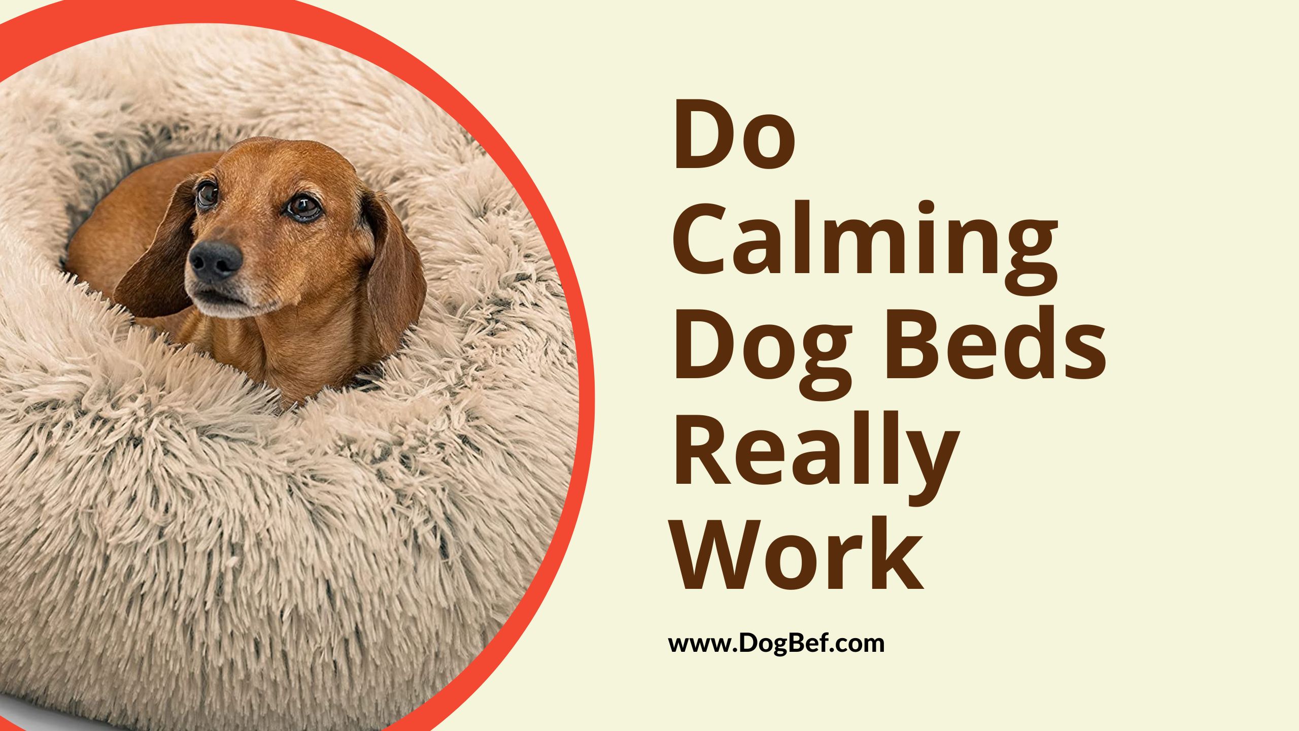 do Calming Dog Beds really Work