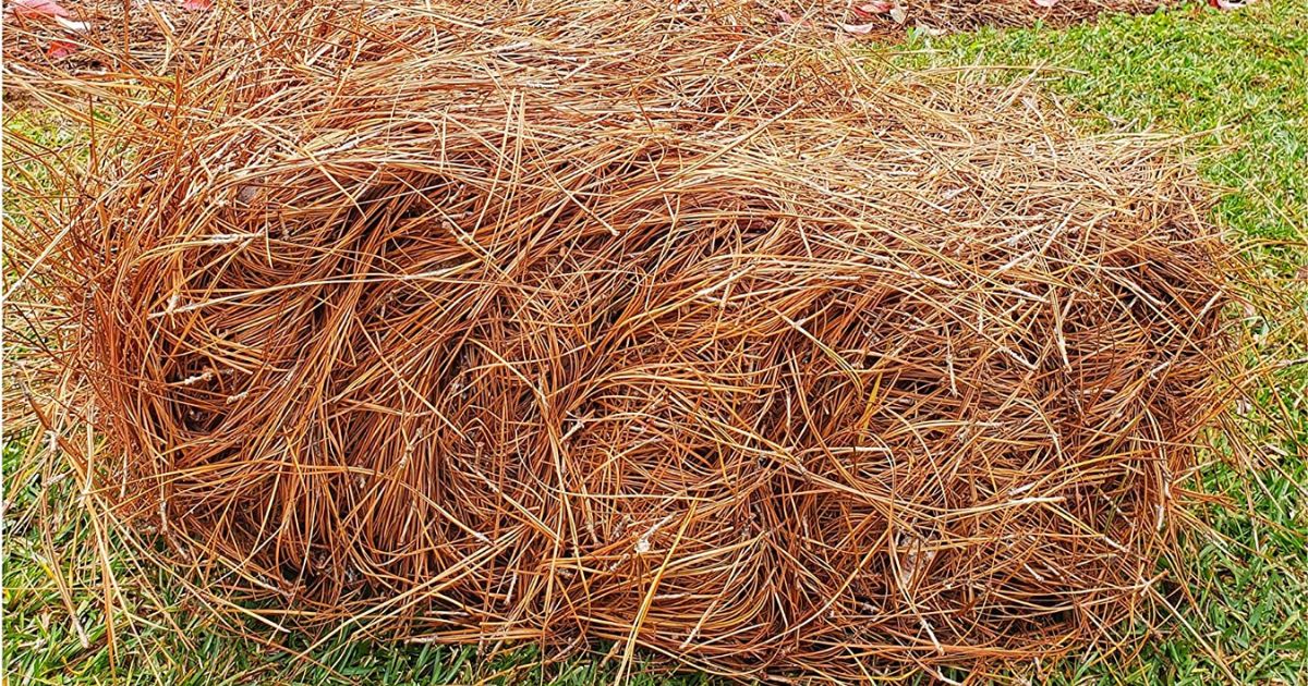 is pine straw good for dog bedding - pine straw needle