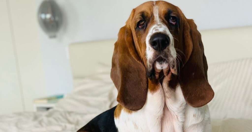 Are Basset Hounds High Maintenance Dog