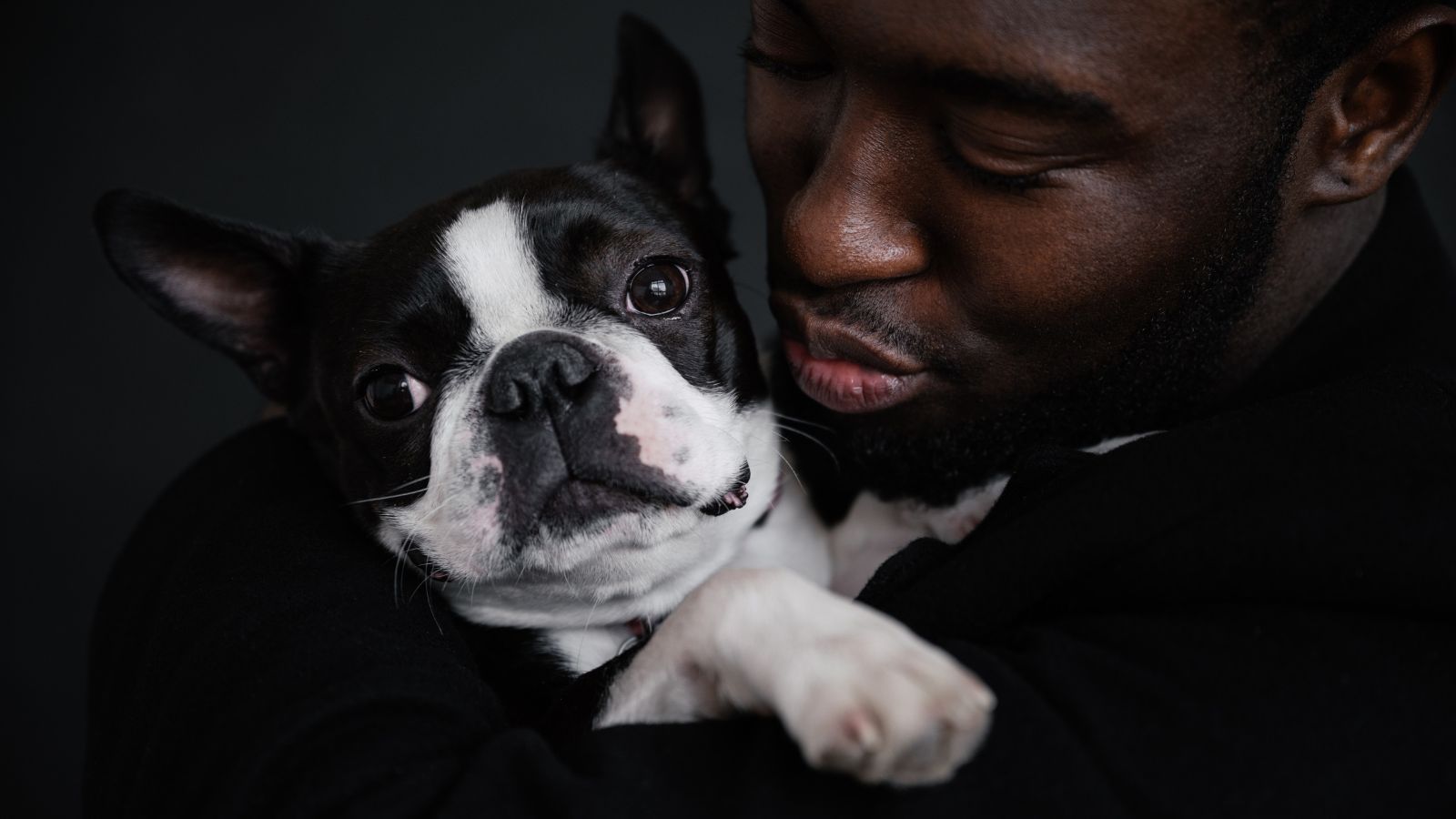 When do Boston Terriers Calm Down? - care - love