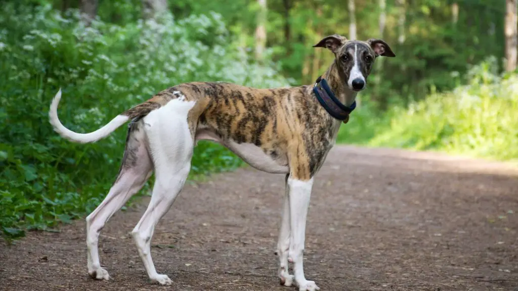 Greyhound - highest jumping dog breed