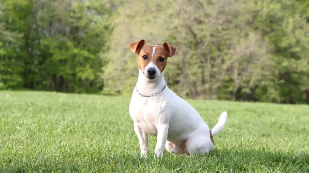 Jack Russell Terrier - highest jumping dog breed
