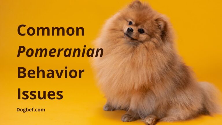 Managing Common Pomeranian Behavior Issues