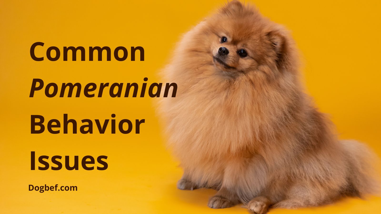 Pomeranian Behavior Issues