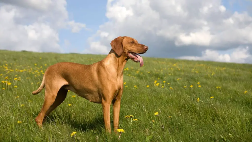 Vizsla dog - highest jumping dog breed