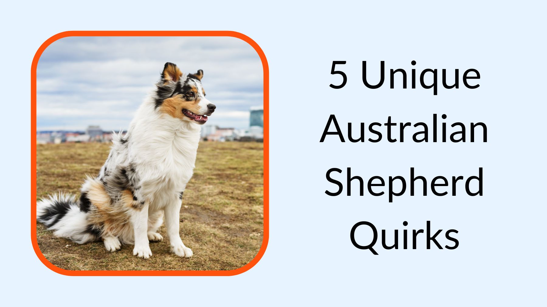 5 Unique Australian Shepherd Quirks You Need to Know