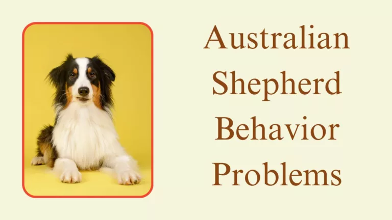 Solving Common Australian Shepherd Behavior Problems