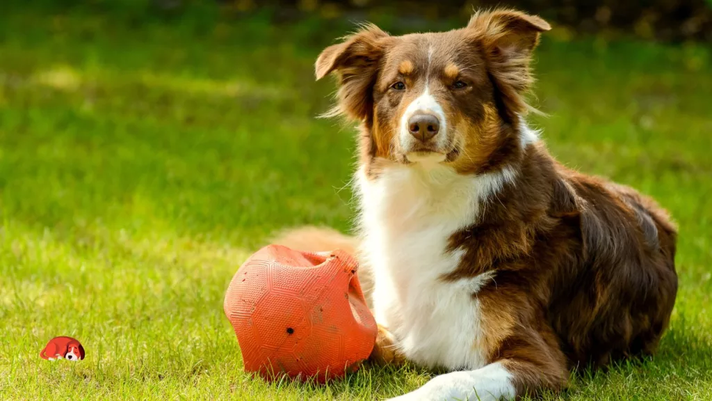 Australian-Shepherd-sit-nearby-ball