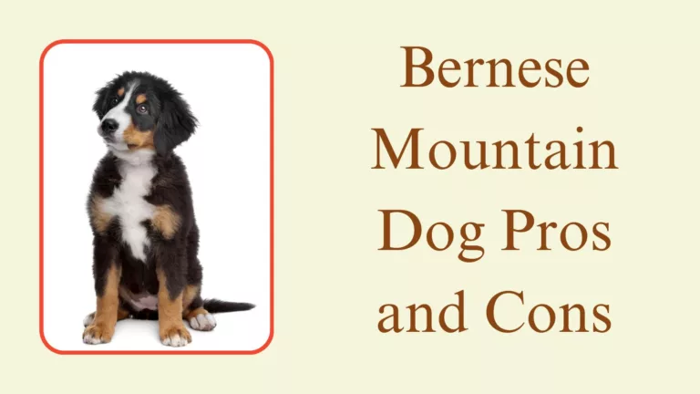 Bernese Mountain Dog Pros and Cons: Is This Breed Right for You?