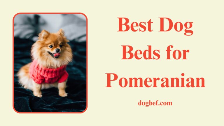 Best Dog Bed for Pomeranian