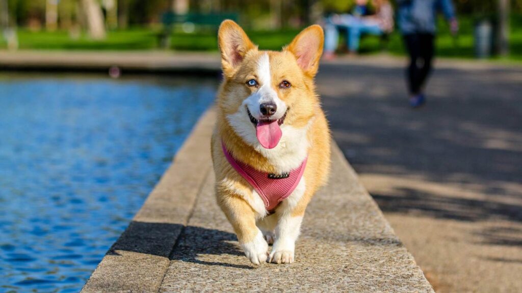 Best Dog Beds for Corgis