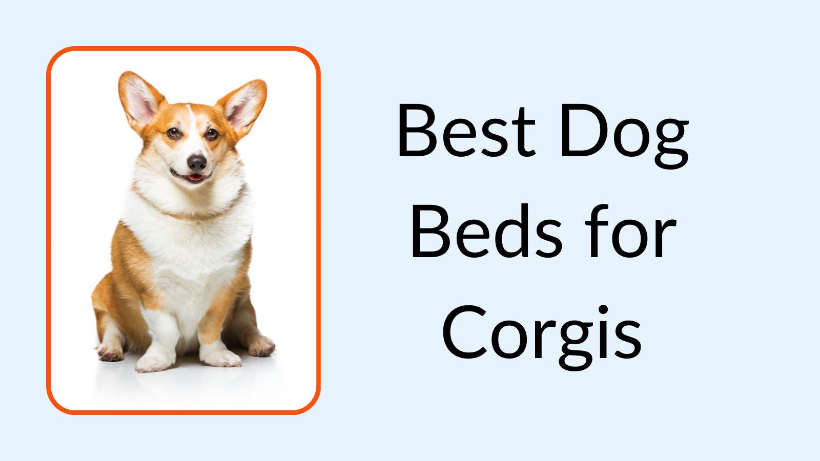 Best Dog Beds for Corgis