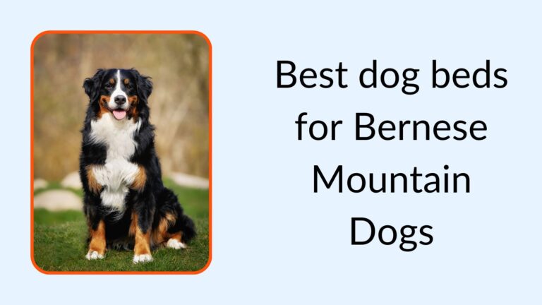 Best dog beds for Bernese Mountain Dogs