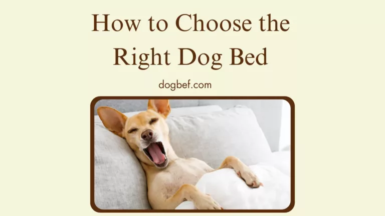 How to Choose the Right Dog Bed For a Furry Friend