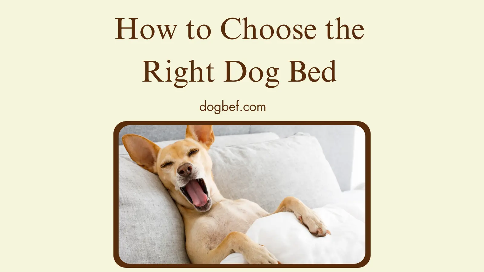How to choose the right dog bed