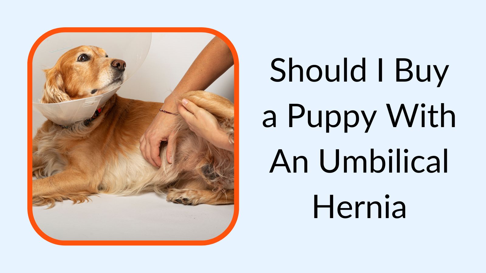 Should I Buy a Puppy With An Umbilical Hernia