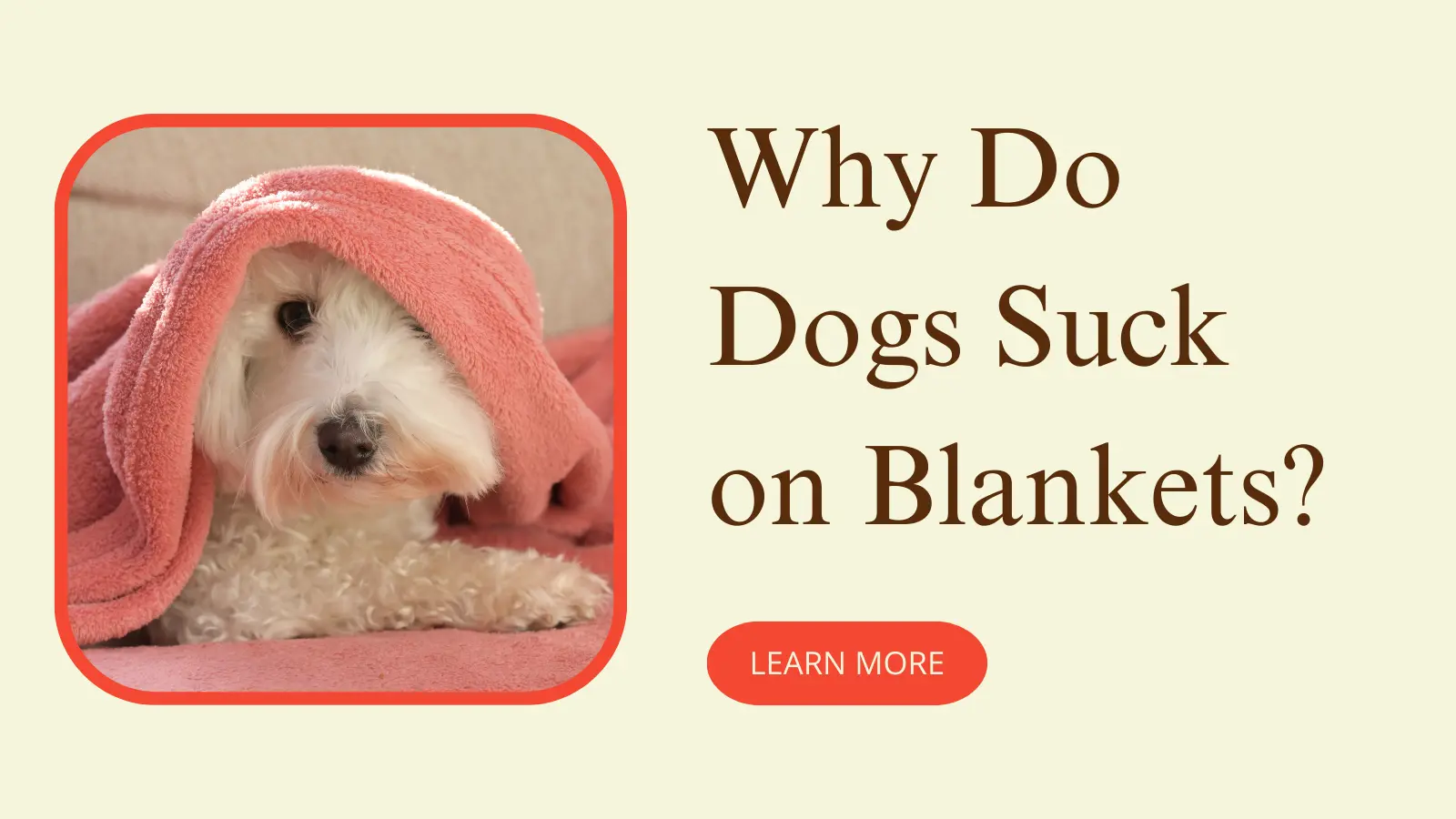 Why Do Dogs Suck on Blankets