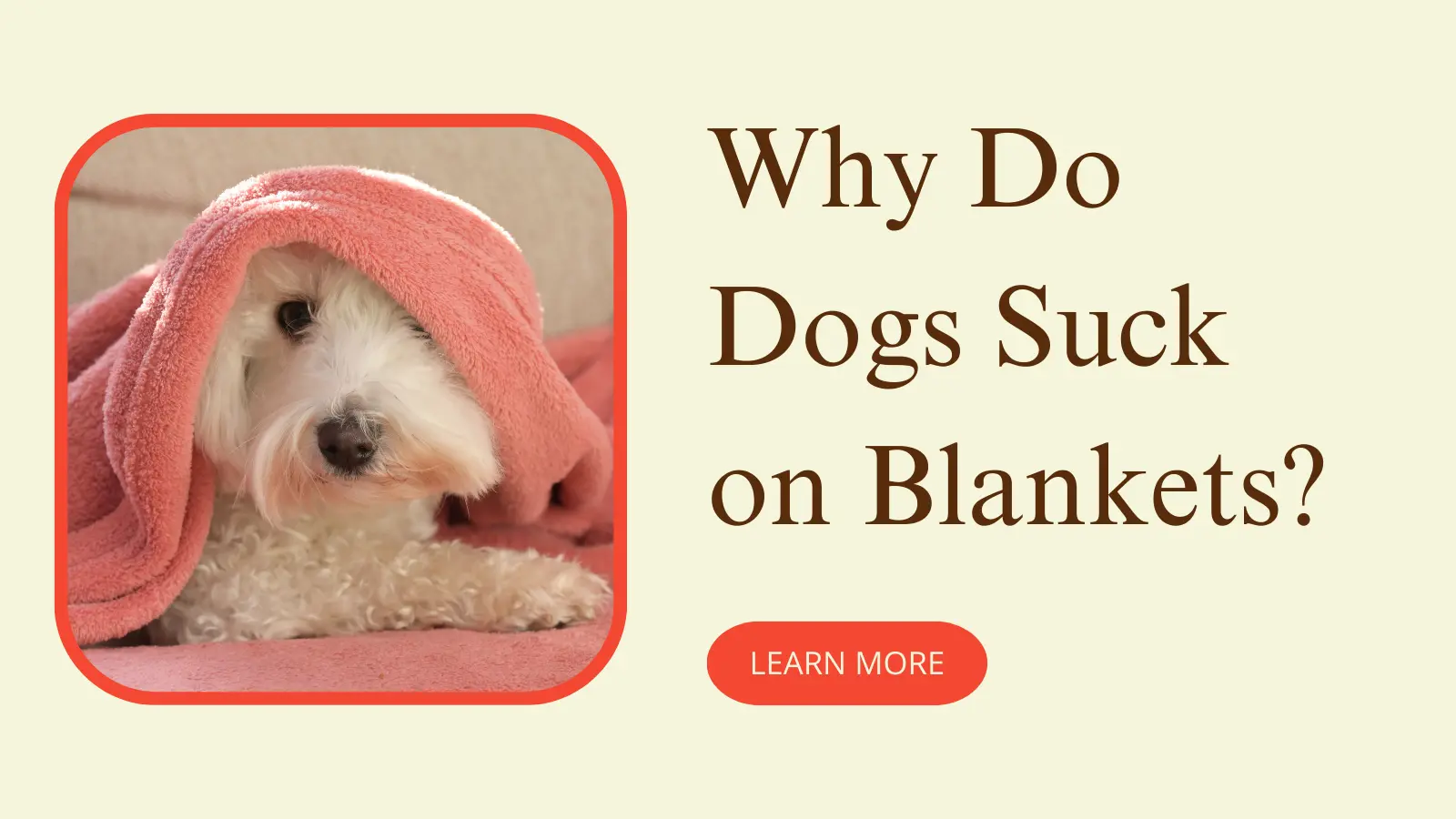 why-do-dogs-suck-on-blankets-explained-by-experts-dogbef