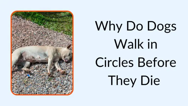 Why Do Dogs Walk in Circles Before They Die 