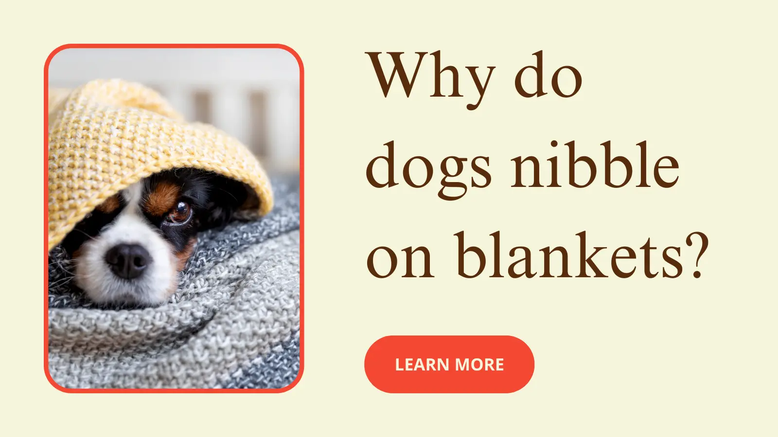 Why do dogs nibble on blankets