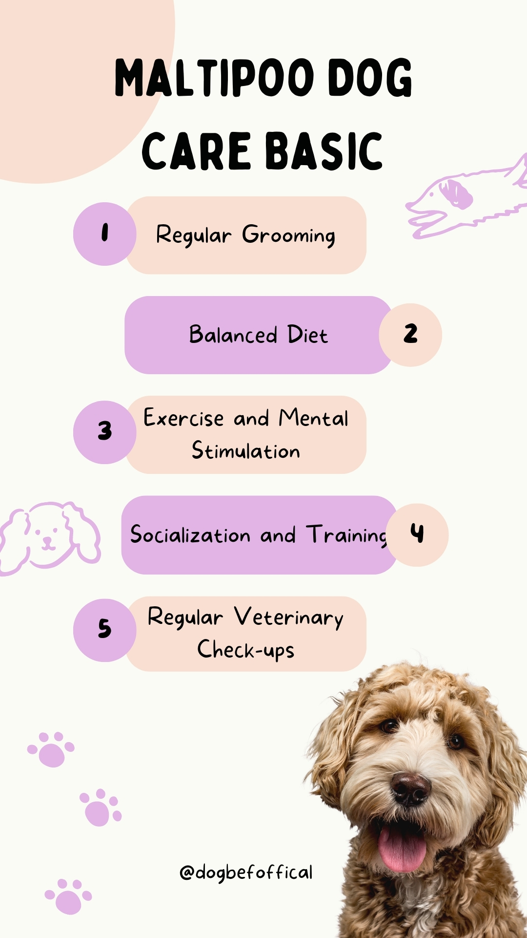 Basic care tips for maltipoo dog