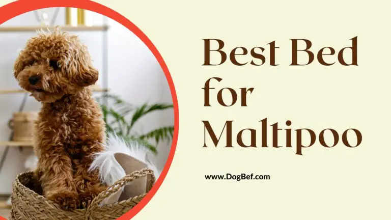 Best Bed for Maltipoo: Find the Perfect Sleeping Solution