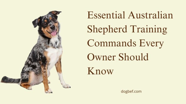 Essential Australian Shepherd Training Commands