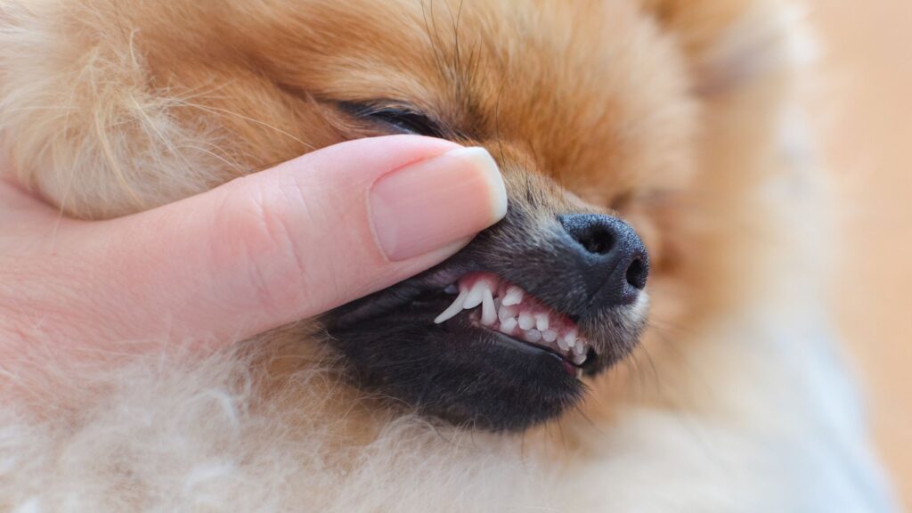 How Many Pomeranian Teeth Have