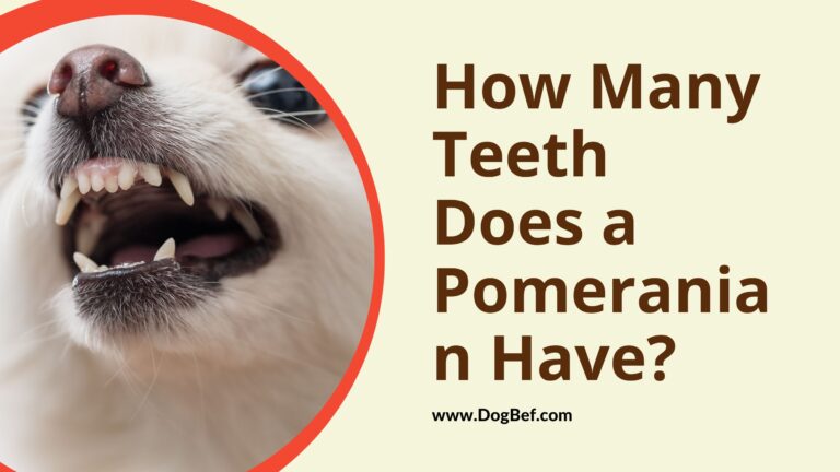 How Many Teeth Does a Pomeranian Have?