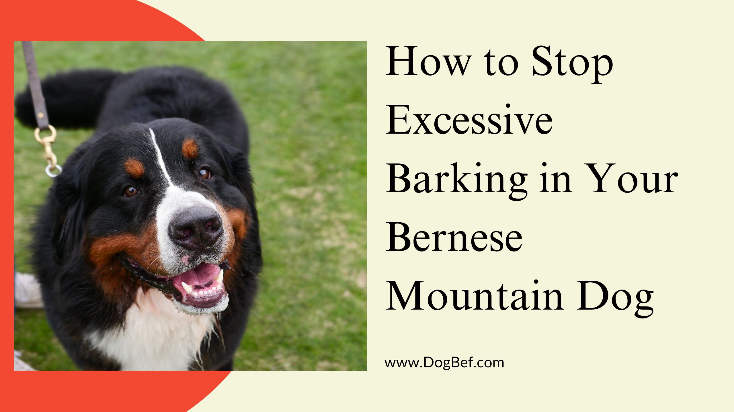 How to Train a Pomeranian Puppy Not to Bark (2)