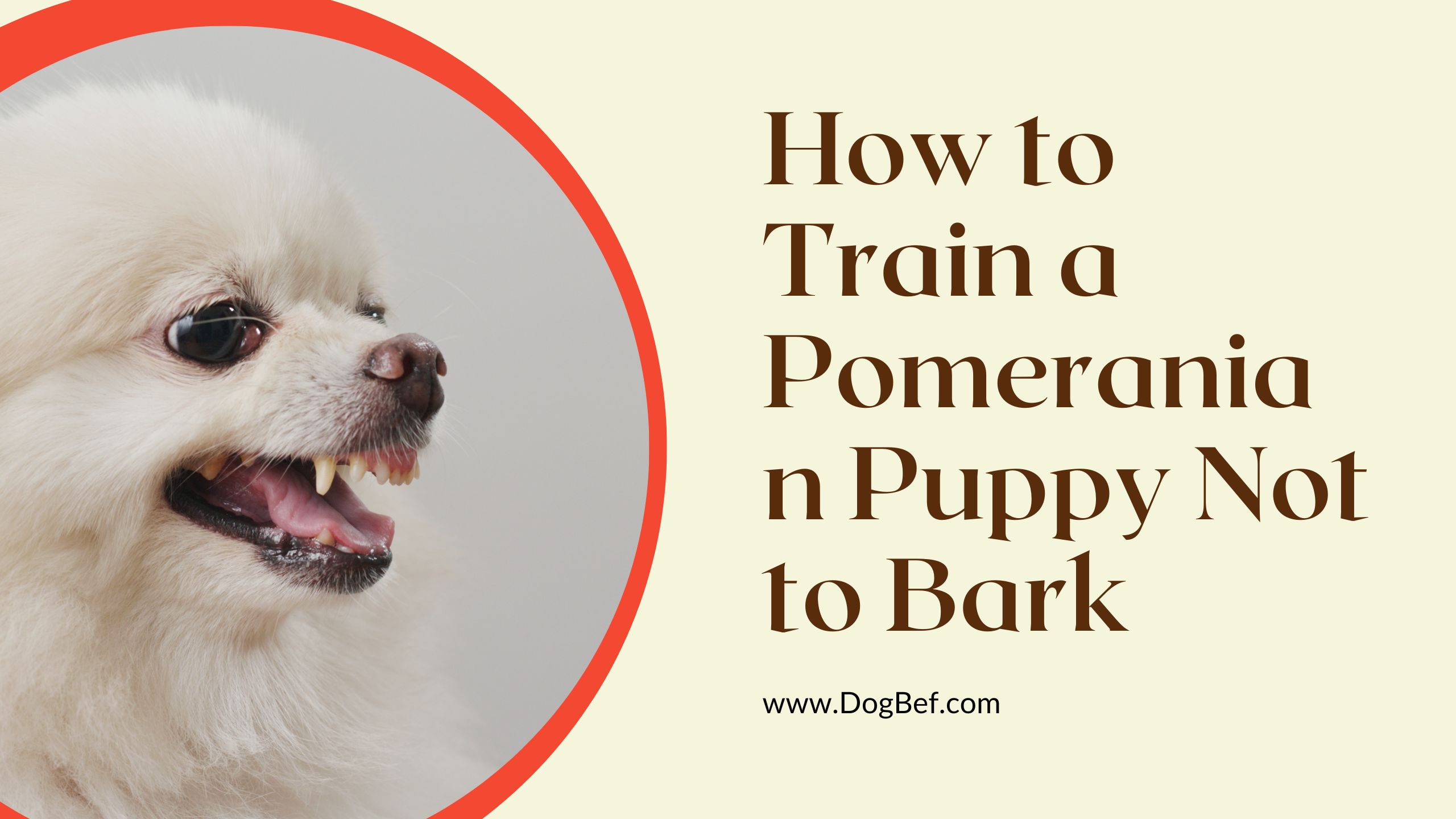How to Train a Pomeranian Puppy Not to Bark