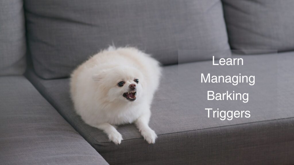 Learn Managing Pomeranian Barking Triggers