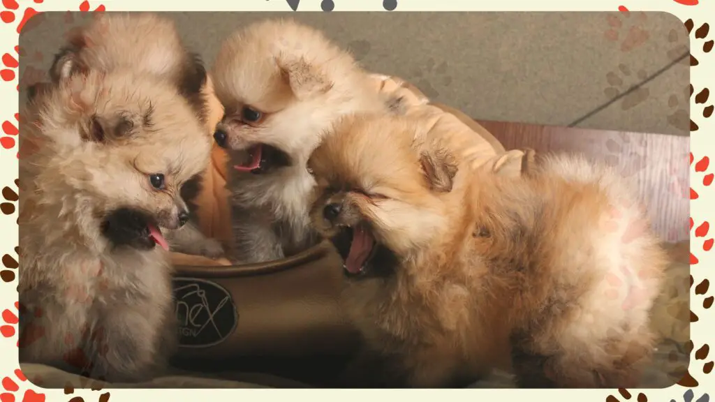 Pomeranians Growth Stages